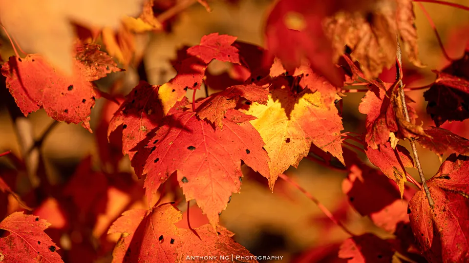 New Hampshire — photo 9